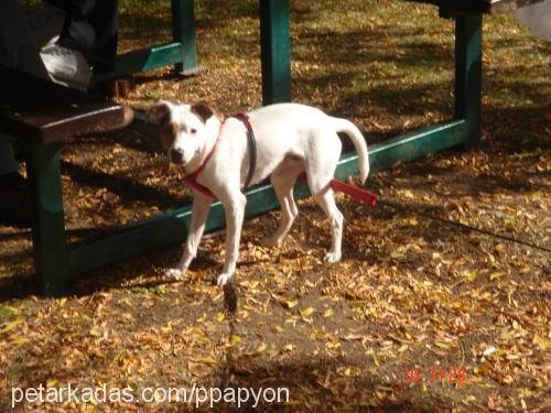papyon Erkek Jack Russell Terrier