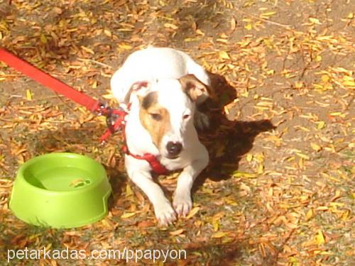 papyon Erkek Jack Russell Terrier
