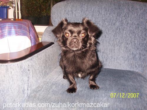 zeytin Erkek Pekingese