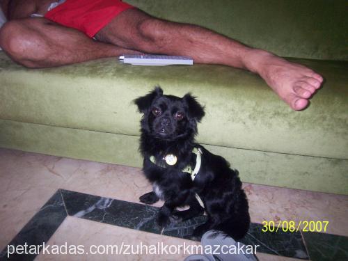 zeytin Erkek Pekingese