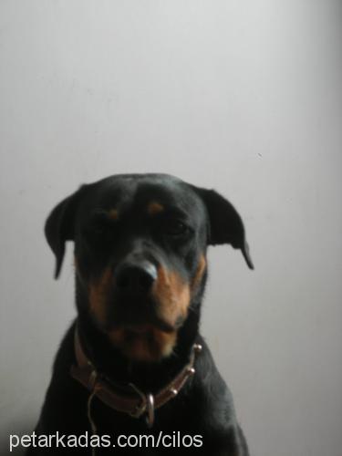 shila Dişi Rottweiler