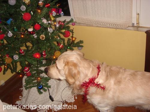 tarçın Erkek Golden Retriever