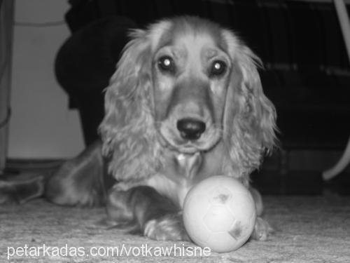 lucy Dişi İngiliz Cocker Spaniel