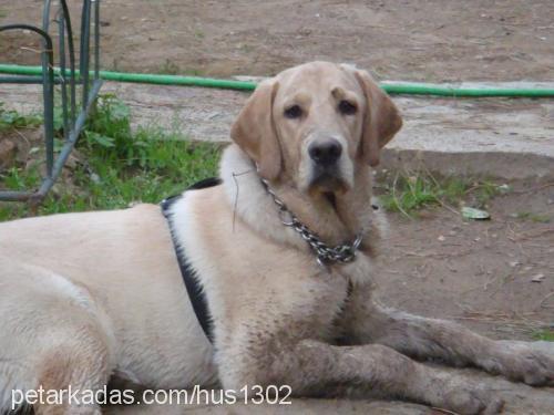 orso Erkek Labrador Retriever