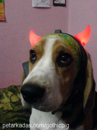 snoopy Erkek Beagle