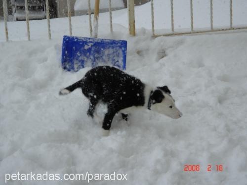 jess293119 Dişi Border Collie