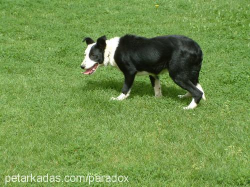 jess293119 Dişi Border Collie