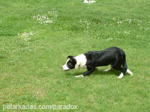 jess293119 Dişi Border Collie