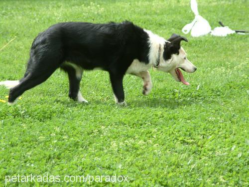 jess293119 Dişi Border Collie