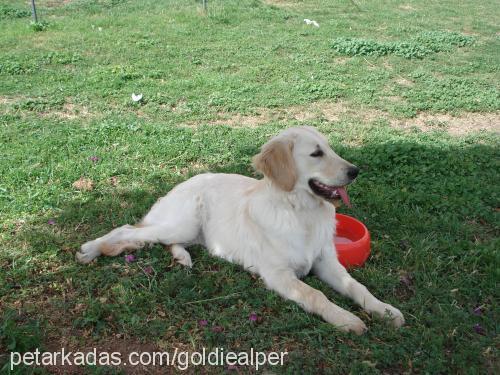 goldie Dişi Golden Retriever