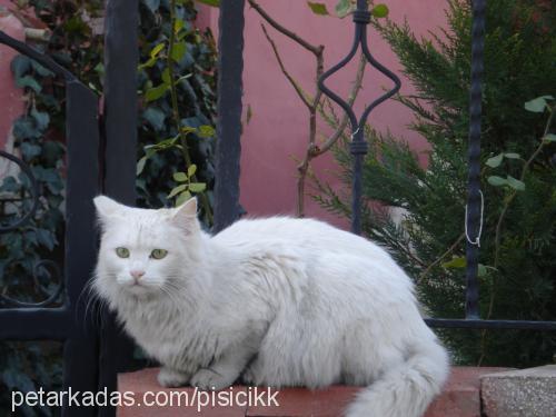 beyaz Dişi Ankara Kedisi (Angora)