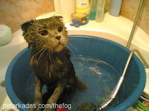 mıncır Dişi Scottish Fold