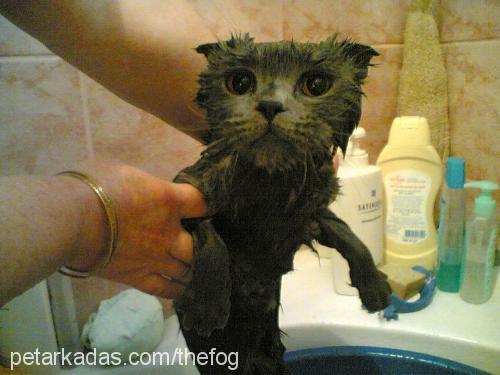 mıncır Dişi Scottish Fold