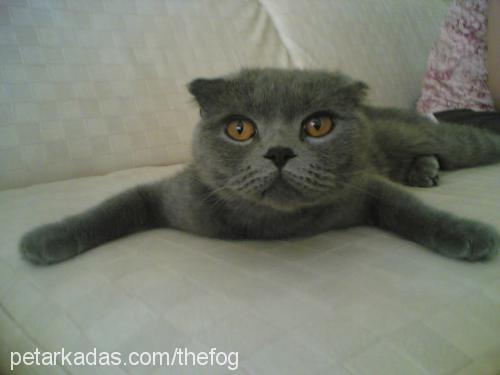 mıncır Dişi Scottish Fold