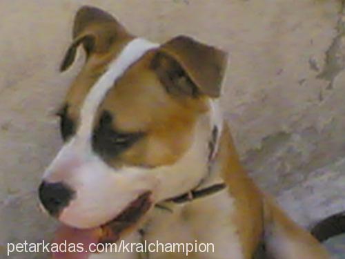 kralvesampıon Erkek Amerikan Pitbull Terrier