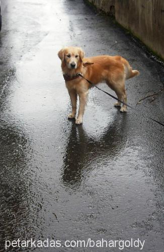 goldy Erkek Golden Retriever