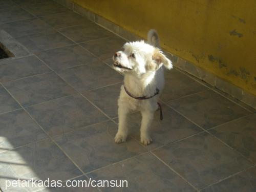 yumak Erkek West Highland White Terrier