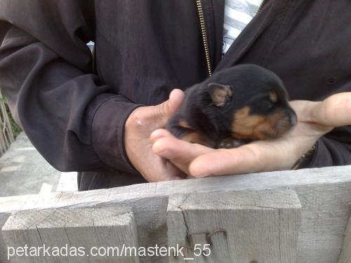 dahakoyamadım Erkek Rottweiler