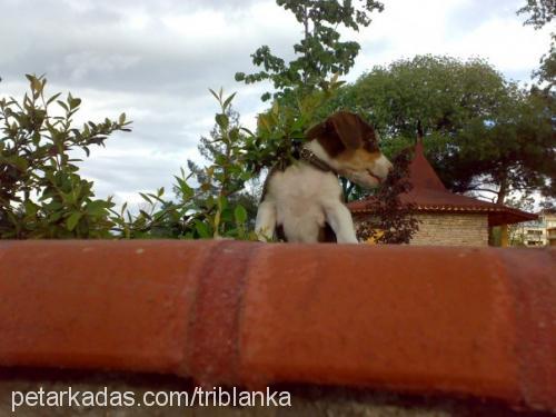 suzzy Dişi Beagle