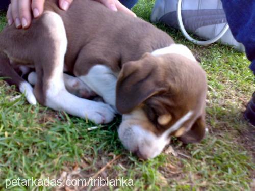 suzzy Dişi Beagle