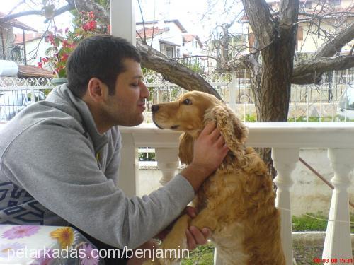 benjamin Erkek İngiliz Cocker Spaniel