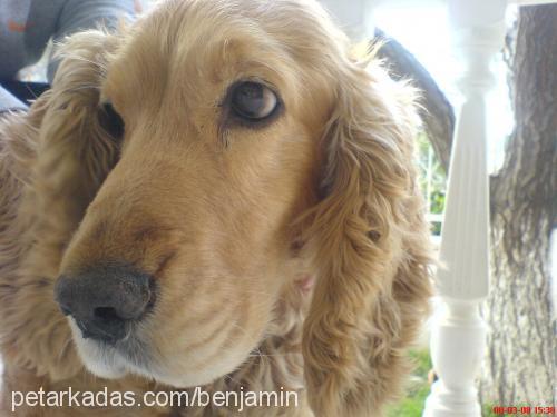 benjamin Erkek İngiliz Cocker Spaniel