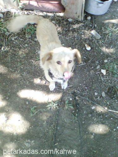 fındık Dişi Russian Spaniel