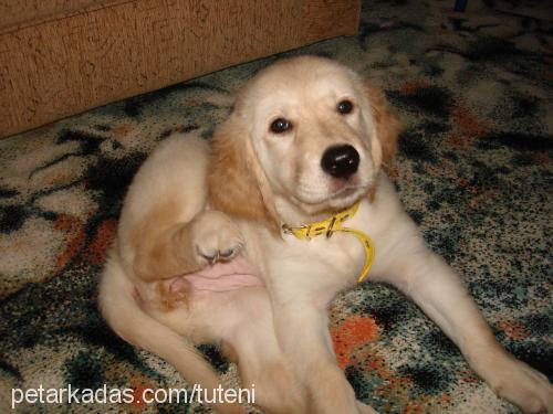 şila Dişi Golden Retriever