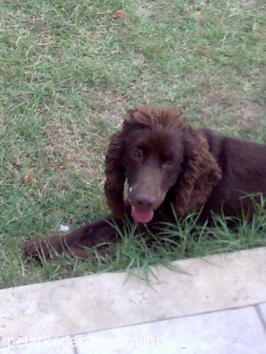 kofi Erkek Field Spaniel