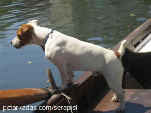 jack Erkek Jack Russell Terrier