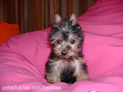 teqila Erkek Yorkshire Terrier