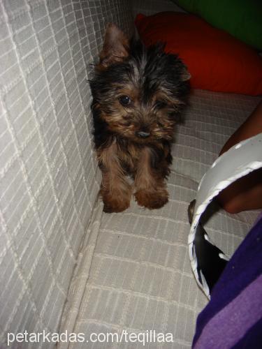 teqila Erkek Yorkshire Terrier