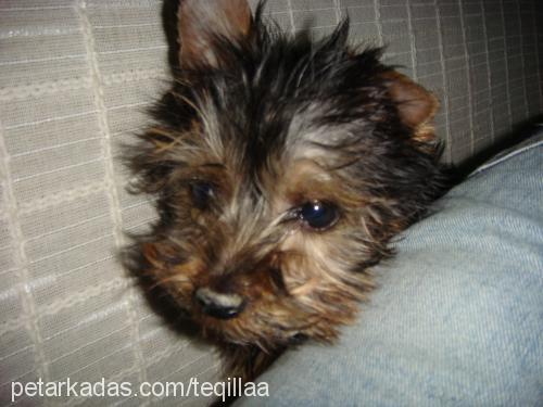 teqila Erkek Yorkshire Terrier