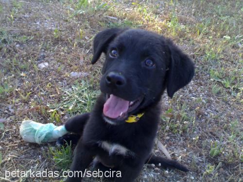 arap Erkek Labrador Retriever