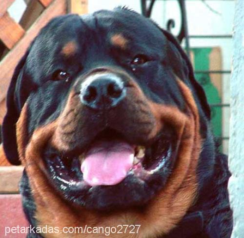 ralf Erkek Rottweiler