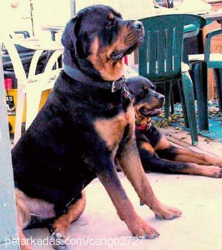 ralf Erkek Rottweiler