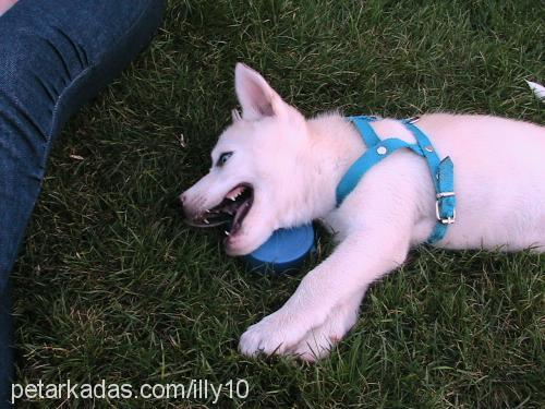 şila Dişi Alaskan Malamute