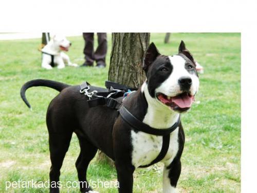 wishki Dişi Amerikan Staffordshire Terrier