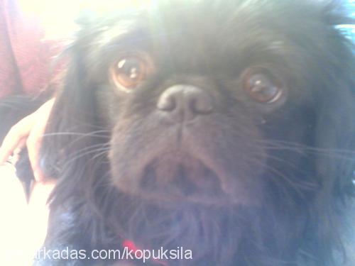 peluş Erkek Pekingese