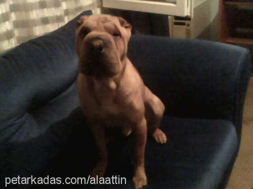 çiko Erkek Çin Shar-Pei