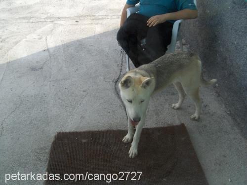 tita Dişi Sibirya Kurdu (Husky)