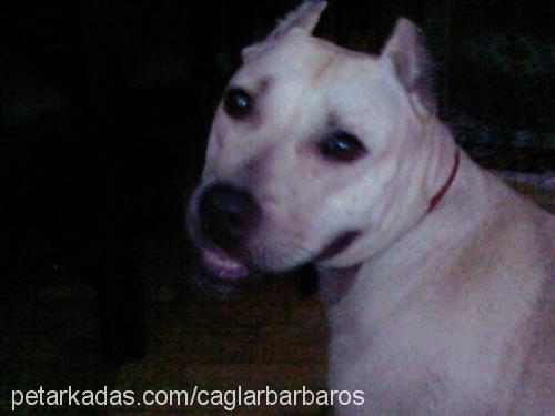 gann Dişi Amerikan Pitbull Terrier