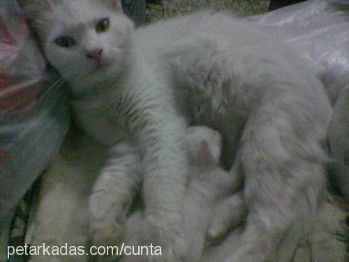 prenses Dişi Ankara Kedisi (Angora)