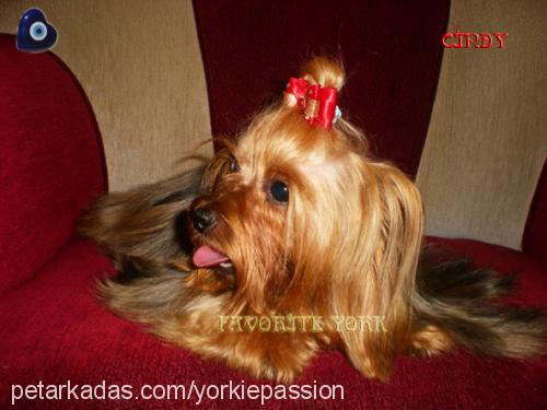 cindygoldenrush Dişi Yorkshire Terrier