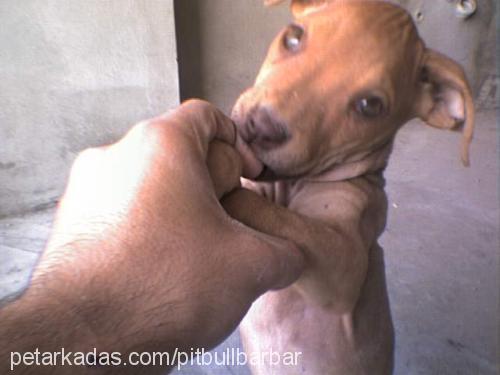 barbar Dişi Amerikan Pitbull Terrier