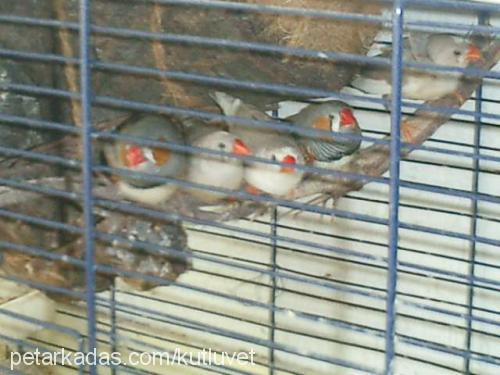 zebrafinch Erkek 