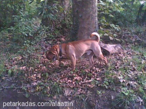 çiko Erkek Çin Shar-Pei