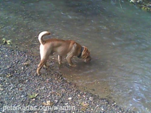 çiko Erkek Çin Shar-Pei