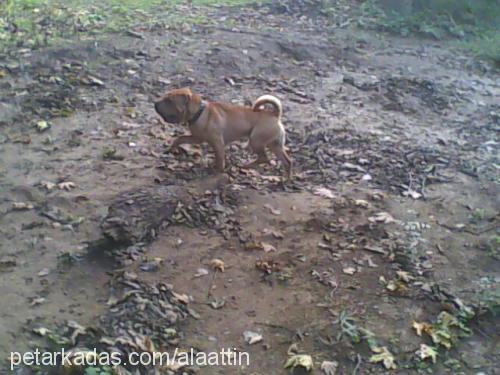 çiko Erkek Çin Shar-Pei