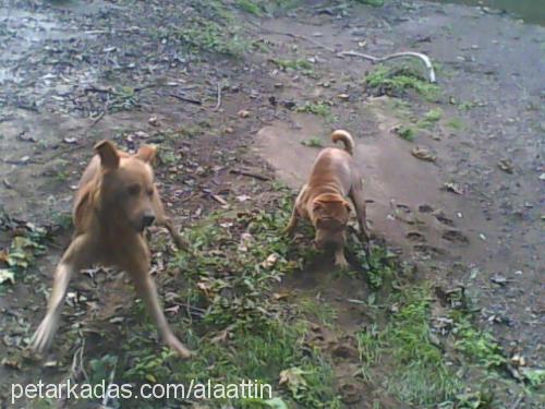 çiko Erkek Çin Shar-Pei